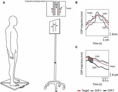 Differences in left and right lower limb control strategies in coping with visual tracking tasks during bipedal standing